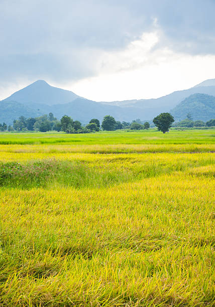 Gold rice field with the blue sky and mountain.
