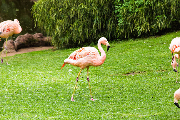 istock Group of pink flamingos 493601366