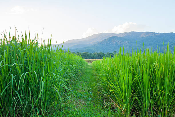 istock Rice field green grass blue sky cloud cloudy and Mountain 493603466