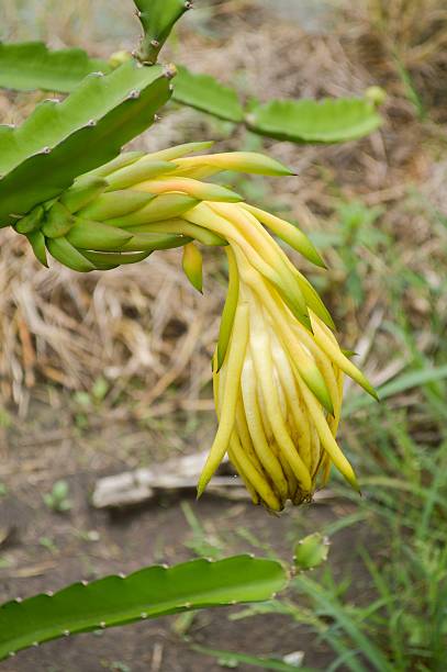 istock Blossom white flower of dragon fruit 493604422