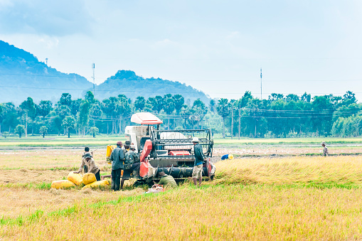 An Giang, Vietnam - May 29, 2013: Farmers are using  the harvesting combine on the rice field on May 29, 2013