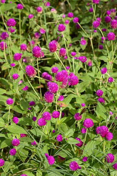 istock Beautiful purple flowers 493605122