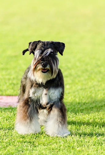 A small black and silver Miniature Schnauzer dog standing on the grass, looking very happy. It is known for being an intelligent, loving, and happy dog