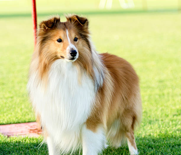 Shetland Sheepdog A young, beautiful, white and sable Shetland Sheepdog standing on the lawn looking happy and playful. Shetland Sheepdogs look like miniature collies and are known for being a very intelligent, obedient and loyal breed. shetland sheepdog stock pictures, royalty-free photos & images