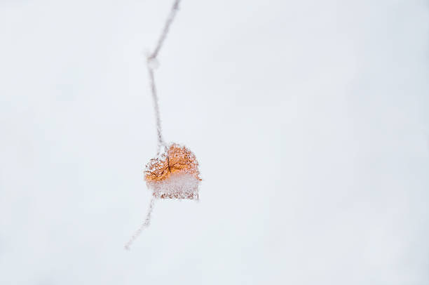 istock Hoarfrost on the leaf on snow background. 493606824