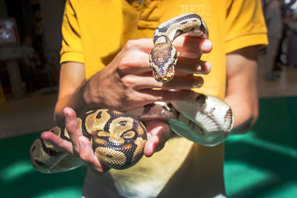 istock close up head of snake 493608214