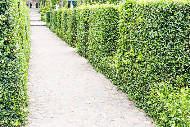 istock beautiful walkway in the garden 493608395