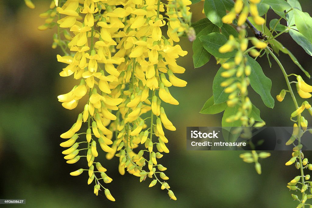 Bright yellow laburnum tree flowers in garden (golden chain) image Photo showing the bright and extremely ornamental yellow flowers of a golden chain tree, more commonly known as common laburnum trees.  The seeds of a laburnum tree are extremely poisonous, and so many people now opt for seedless cultivars, where the seed pods are empty.  However, the leaves are still poisonous and quite toxic. Laburnum Stock Photo