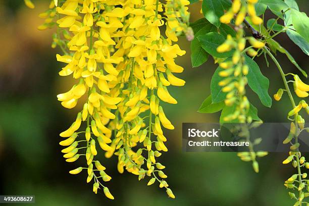 Bright Yellow Laburnum Tree Flowers In Garden Image Stock Photo - Download Image Now