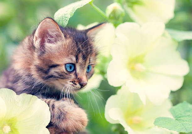 istock Cute little kitten in flowers 493608925