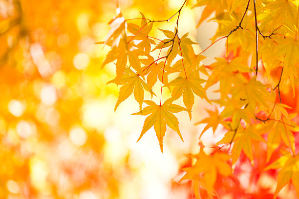 istock Vibrant Autumn Colors 493608942