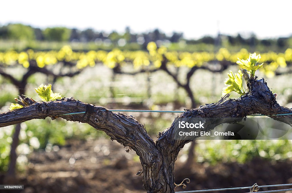 Makro vine - Lizenzfrei Aragon Stock-Foto