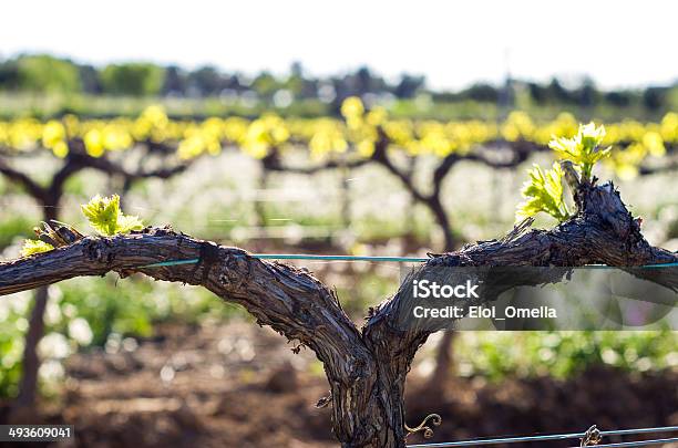 Macro Vine Foto de stock y más banco de imágenes de Agricultura - Agricultura, Aire libre, Ajardinado