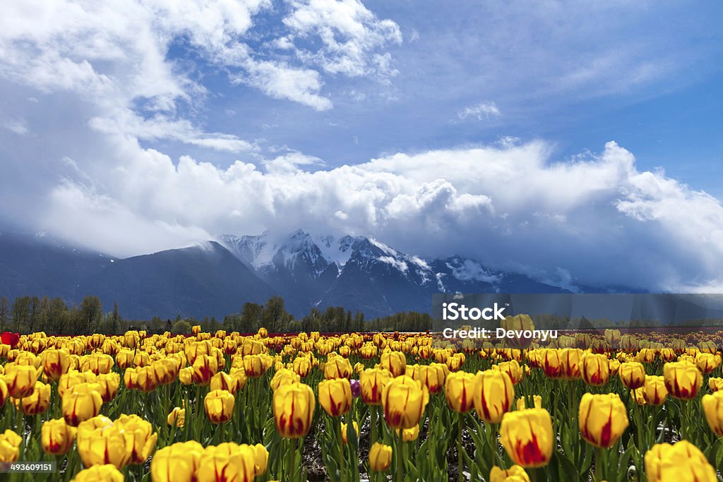 Tulip Field Spring Landscape, Tulip Flower Field in Agassiz BC Canada Agricultural Field Stock Photo