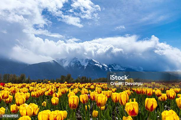 Tulip Field Stock Photo - Download Image Now - Agricultural Field, Blue, British Columbia