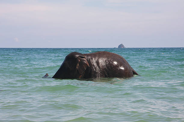 Thai Elephant playing in water Thai Elephant playing in water of Andaman Sea at Klong Muong Beach in Krabi, Thailand. arma-globalphotos stock pictures, royalty-free photos & images