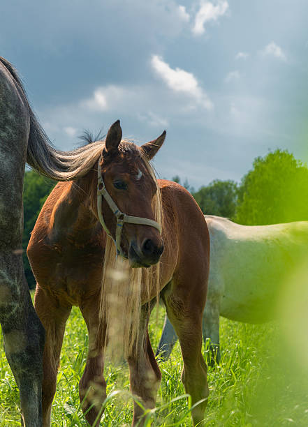 istock warmblood horse foal portrait 493610317