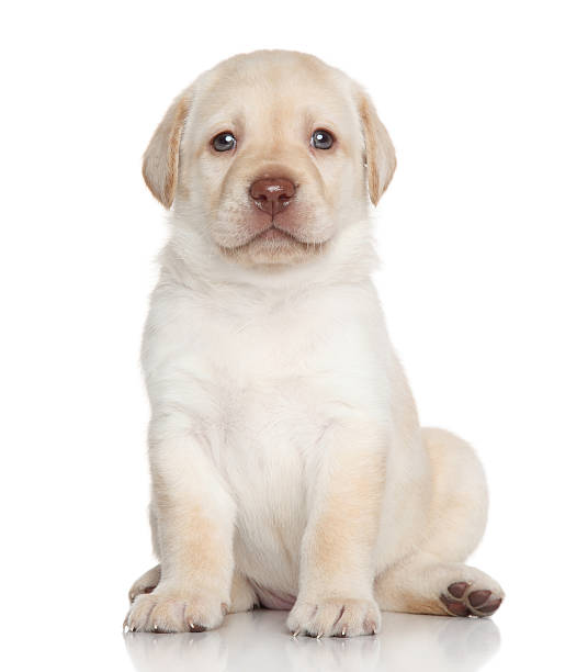 istock Labrador retriever puppy portrait 493610753