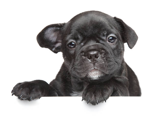 istock Puppy above white banner 493610759