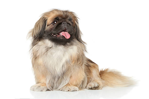 istock Pekinese dog portrait 493610779