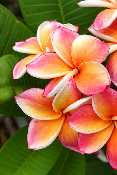 istock Plumeria flowers 493611069
