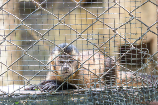 sad monkey in a cage