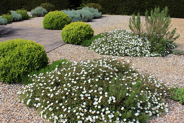 자갈 가든 충원됨, 고산대 공장, shrubs, 잘린 buxus 공 - scree 뉴스 사진 이미지