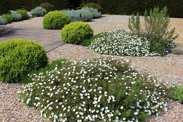 Photo showing an ornamental scree / gravel garden, with a neatly clipped yew tree hedge forming a boundary to the garden.   The grounds are softened with herbaceous plants, evergreen shrubs, conifers and seasonal white daisy flowers.