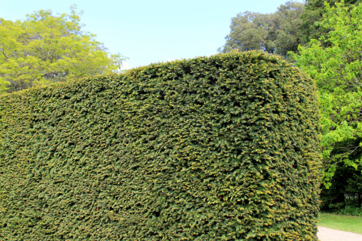 Photo showing a mature and recently clipped yew hedge (taxus baccata), blending with the rest of the ornamental topiary in this formal garden