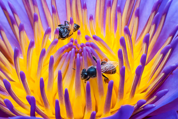istock Bee on beautiful lotus flower. 493611753