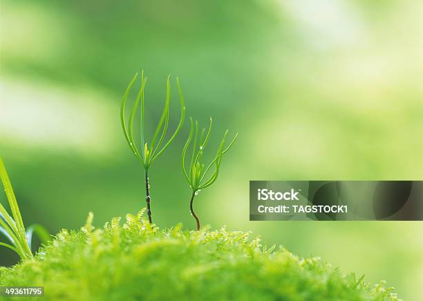 Burgeon Stock Photo - Download Image Now - Color Image, Freshness, Growth