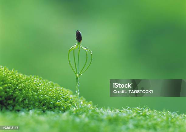 Burgeon Stock Photo - Download Image Now - Color Image, Freshness, Growth