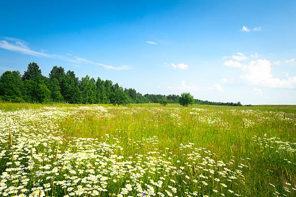 istock field of grass and perfect sky 493613757