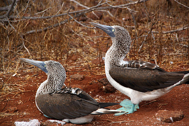 istock Galapagos: Blue-footed Booby on North Seymour Island 493614593