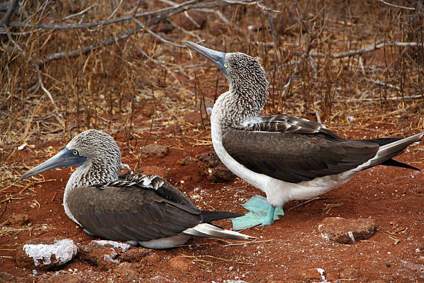 istock Galapagos: Blue-footed Booby on North Seymour Island 493614595