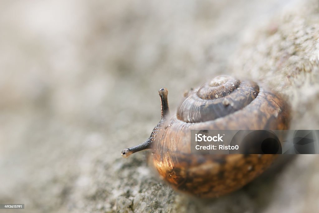 Little Escargot look derrière son shell - Photo de Coquille et coquillage libre de droits