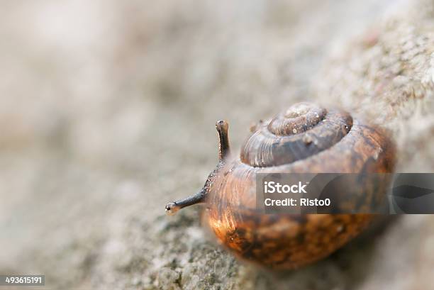 Little Caracol Procurar Por Trás De Sua Linha De Comandos - Fotografias de stock e mais imagens de Animal