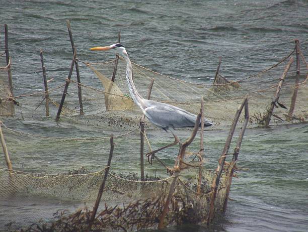 istock Eastern Grey Heron Perched Precariously on Fishing Net Lines 493615543