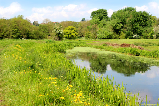 Photo showing a tranquil English countryside scene, with a still pond reflecting the blue sky and clouds, next to a green field / wildflower meadow filled with dandelions, daisies and buttercups.  Of interest, this pond is actually a short abandoned stretch of old canal and over the years, it has been colonised by native flora and fauna.