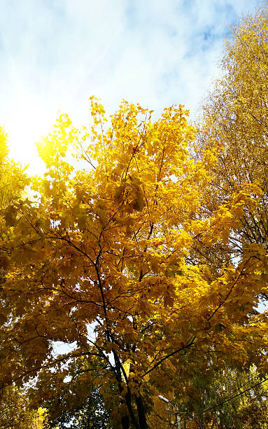 istock Brightly colored autumn leaves 493618118