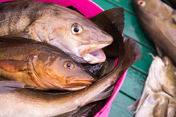istock Fresh catch cod on boat, ocean and sea fishing, Iceland 493618522