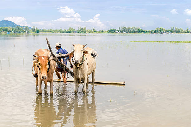 agricoltore guida bulls in legno luminoso plough sul campo - flood people asia cambodia foto e immagini stock