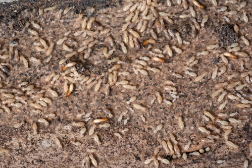 selective focus on the group of termites on the wood floor