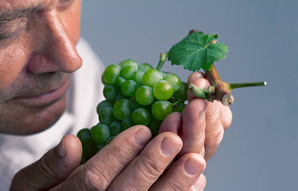 Horizontal portrait of a farmer holding a freshly harvested green grape in his left hand and smelling it