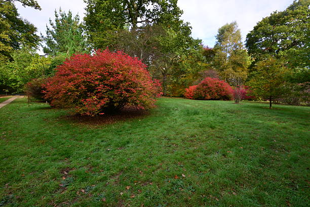 istock English garden in Autumn/ Fall 493621728