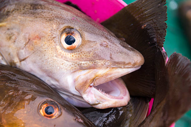 Fresh catch cod on boat, ocean and sea fishing, Iceland