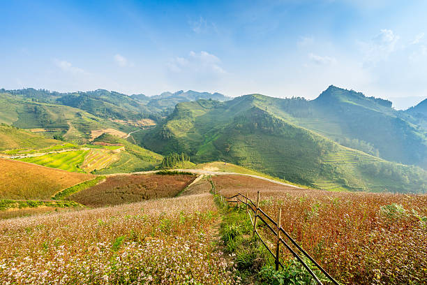 istock Blooming season in Ha Giang 493625990