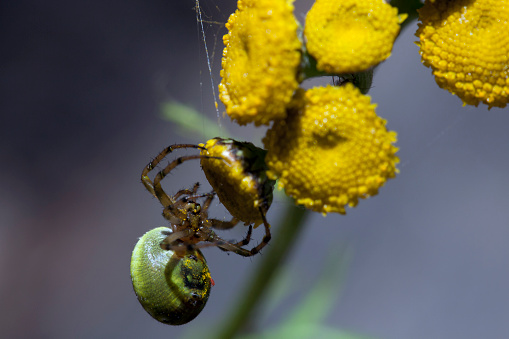 A Hawaiian garden spider on his web is waiting for a prey in a garden in Bali.