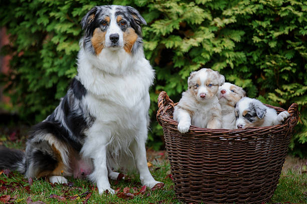 Australian Shepherd female dog with her puppies in wicker basket stock photo