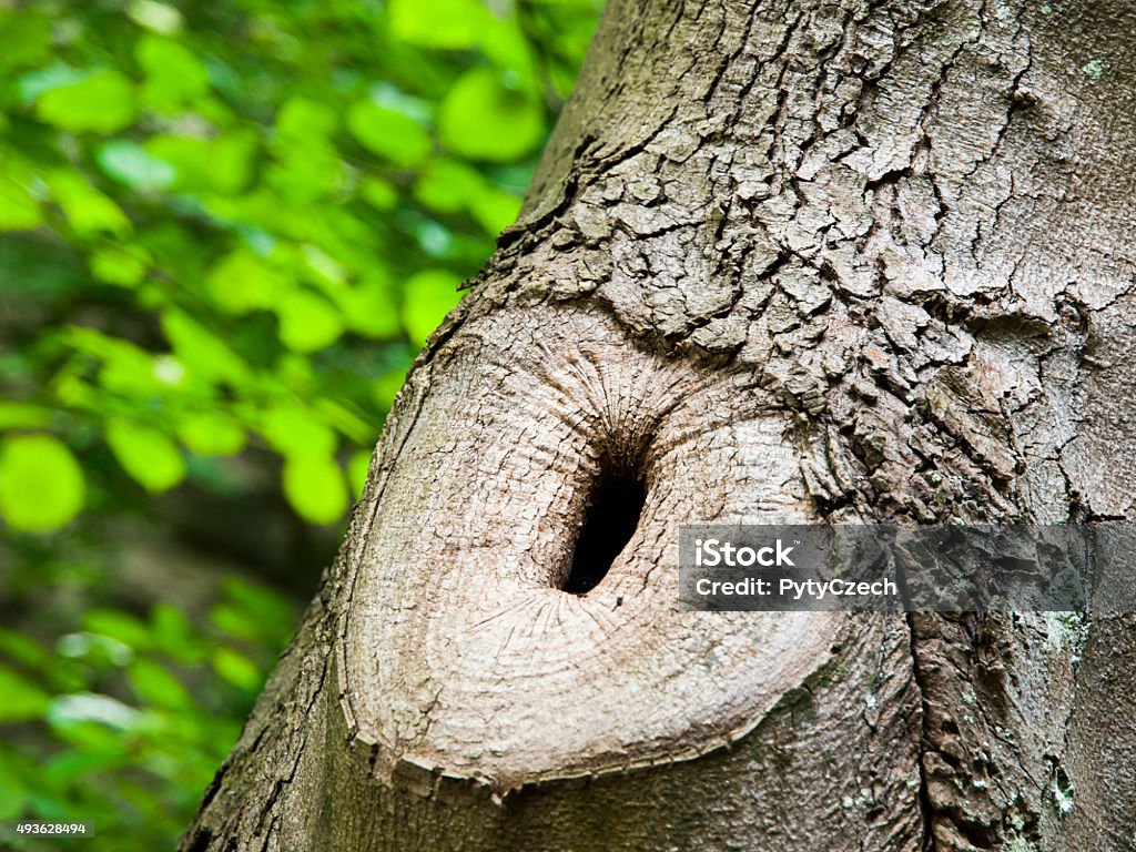 Tree trunk with knot and black hole Tree trunk knot with black hole, grey bark and green leafs unfocused background 2015 Stock Photo